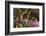 Spring Colors at Crystal Springs Rhododendron Garden, Oregon, USA-Michel Hersen-Framed Photographic Print