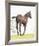 Spring Colt-Wink Gaines-Framed Giclee Print