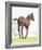 Spring Colt-Wink Gaines-Framed Giclee Print