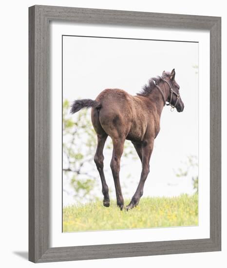 Spring Colt-Wink Gaines-Framed Giclee Print