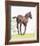 Spring Colt-Wink Gaines-Framed Giclee Print