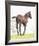 Spring Colt-Wink Gaines-Framed Giclee Print