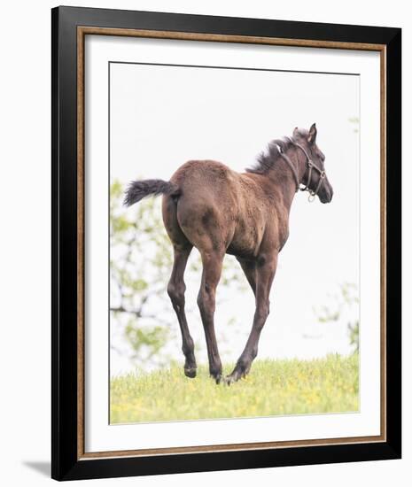 Spring Colt-Wink Gaines-Framed Giclee Print