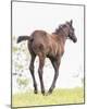Spring Colt-Wink Gaines-Mounted Giclee Print