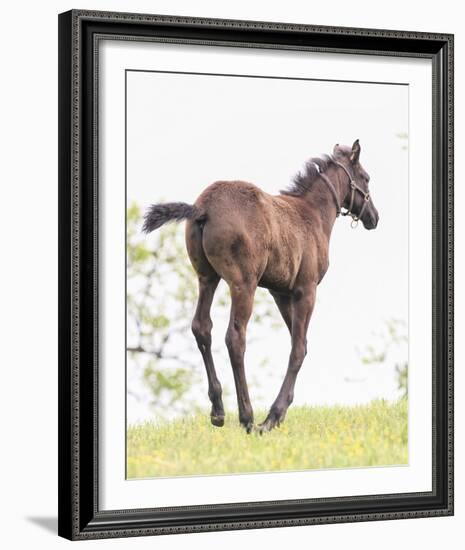 Spring Colt-Wink Gaines-Framed Giclee Print