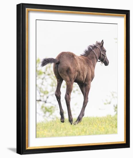 Spring Colt-Wink Gaines-Framed Giclee Print