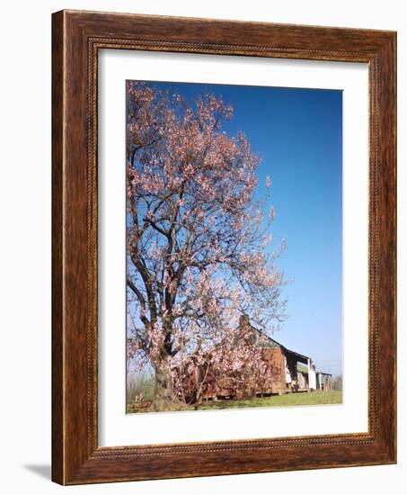 Spring Comes Down the Mississippi-Andreas Feininger-Framed Photographic Print