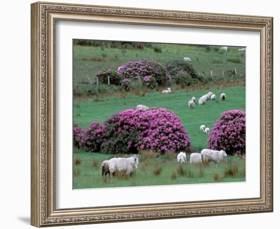 Spring Countryside with Sheep, County Cork, Ireland-Marilyn Parver-Framed Photographic Print