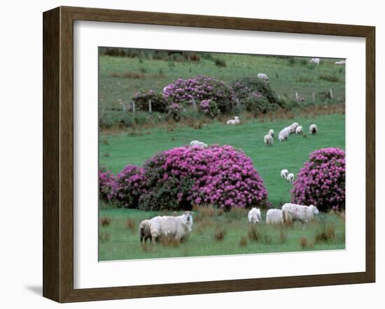 Spring Countryside with Sheep, County Cork, Ireland-Marilyn Parver-Framed Photographic Print