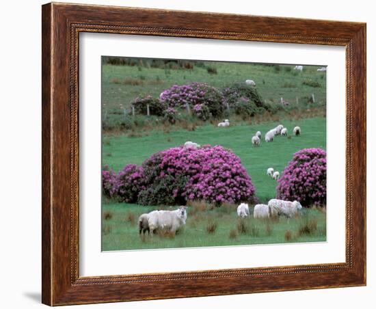 Spring Countryside with Sheep, County Cork, Ireland-Marilyn Parver-Framed Photographic Print