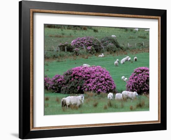 Spring Countryside with Sheep, County Cork, Ireland-Marilyn Parver-Framed Photographic Print