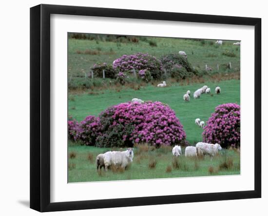 Spring Countryside with Sheep, County Cork, Ireland-Marilyn Parver-Framed Photographic Print