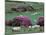 Spring Countryside with Sheep, County Cork, Ireland-Marilyn Parver-Mounted Photographic Print