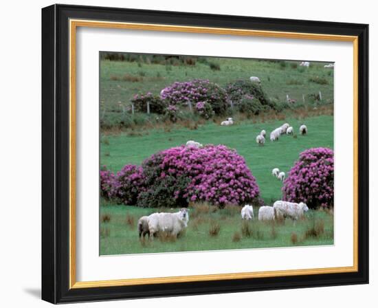 Spring Countryside with Sheep, County Cork, Ireland-Marilyn Parver-Framed Photographic Print