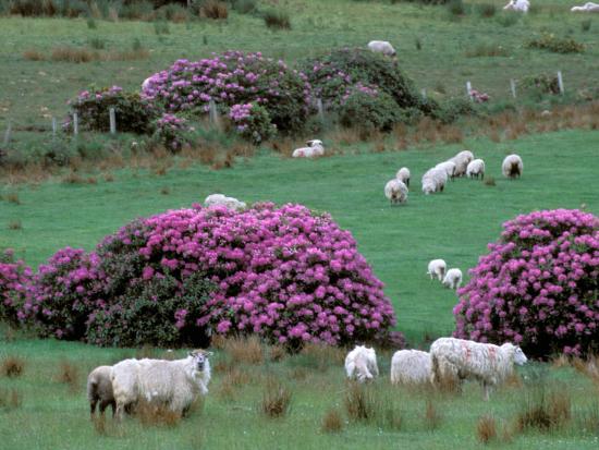 Image result for spring in ireland