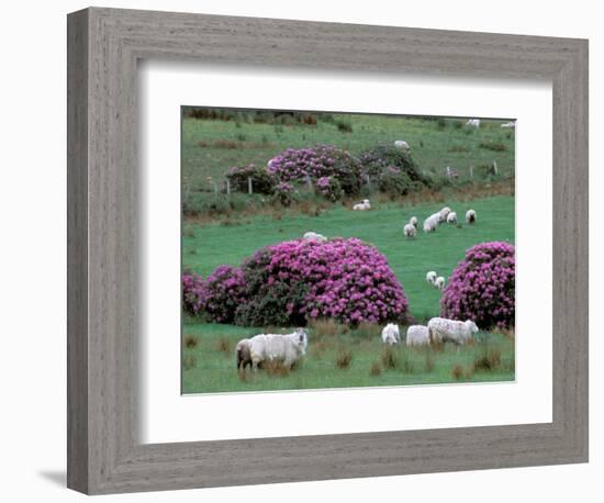 Spring Countryside with Sheep, County Cork, Ireland-Marilyn Parver-Framed Photographic Print
