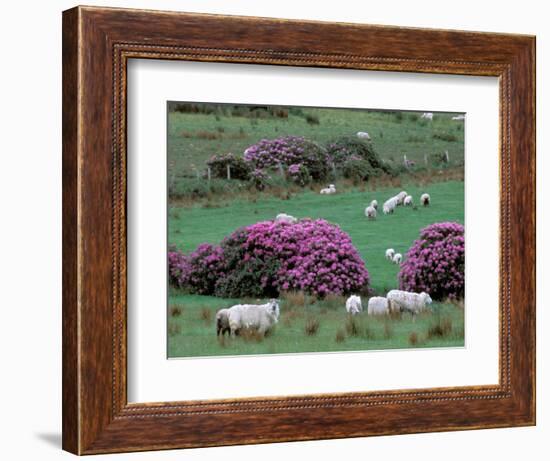 Spring Countryside with Sheep, County Cork, Ireland-Marilyn Parver-Framed Photographic Print