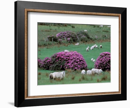 Spring Countryside with Sheep, County Cork, Ireland-Marilyn Parver-Framed Photographic Print