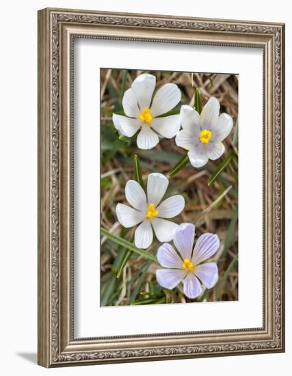 Spring Crocu, South Tyrolean Alps, Meadow, Moelten, South Tyrol, Italy-Martin Zwick-Framed Photographic Print