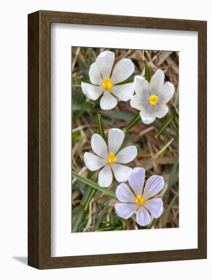 Spring Crocu, South Tyrolean Alps, Meadow, Moelten, South Tyrol, Italy-Martin Zwick-Framed Photographic Print