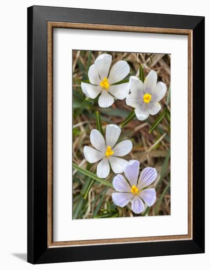 Spring Crocu, South Tyrolean Alps, Meadow, Moelten, South Tyrol, Italy-Martin Zwick-Framed Photographic Print