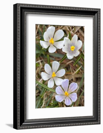 Spring Crocu, South Tyrolean Alps, Meadow, Moelten, South Tyrol, Italy-Martin Zwick-Framed Photographic Print