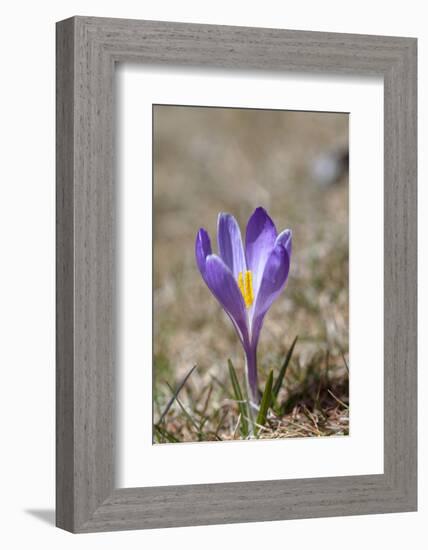 Spring Crocu, South Tyrolean Alps, Meadow, Moelten, South Tyrol, Italy-Martin Zwick-Framed Photographic Print