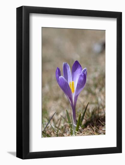 Spring Crocu, South Tyrolean Alps, Meadow, Moelten, South Tyrol, Italy-Martin Zwick-Framed Photographic Print