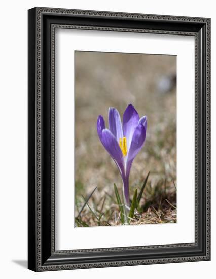 Spring Crocu, South Tyrolean Alps, Meadow, Moelten, South Tyrol, Italy-Martin Zwick-Framed Photographic Print