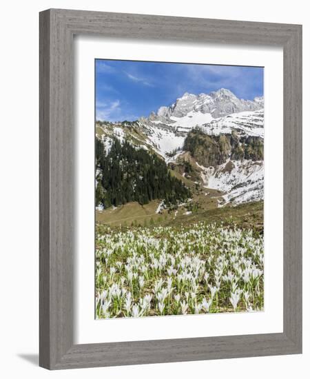 Spring Crocus, Austrian Alps, Eng Valley, Mt Lamssnspitze, Austria-Martin Zwick-Framed Photographic Print