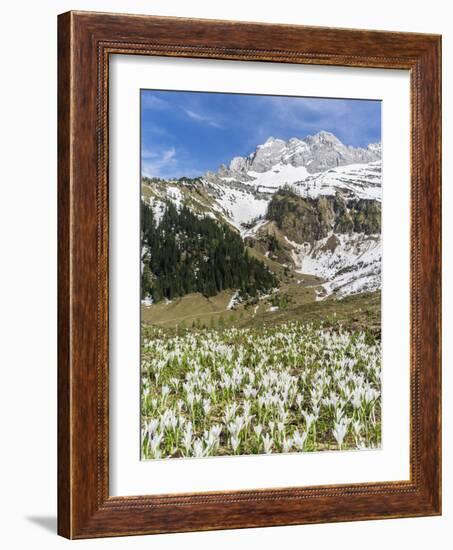 Spring Crocus, Austrian Alps, Eng Valley, Mt Lamssnspitze, Austria-Martin Zwick-Framed Photographic Print