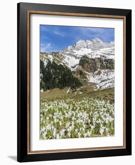 Spring Crocus, Austrian Alps, Eng Valley, Mt Lamssnspitze, Austria-Martin Zwick-Framed Photographic Print