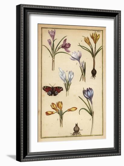 Spring Crocus, Crocus Vernus, and European Peacock Butterfly, Aglais Io-Daniel Rabel-Framed Giclee Print