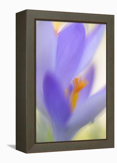 Spring Crocus, Crocus Vernus, Blossom-Andreas Keil-Framed Premier Image Canvas