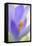 Spring Crocus, Crocus Vernus, Blossom-Andreas Keil-Framed Premier Image Canvas