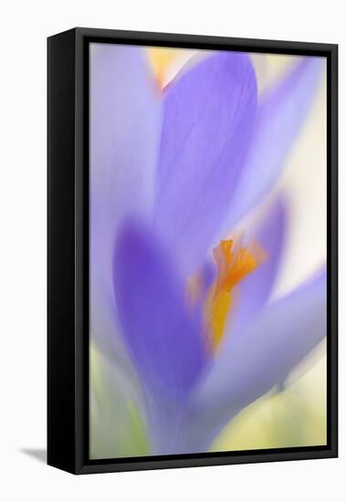 Spring Crocus, Crocus Vernus, Blossom-Andreas Keil-Framed Premier Image Canvas