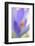 Spring Crocus, Crocus Vernus, Blossom-Andreas Keil-Framed Photographic Print