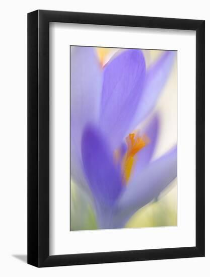 Spring Crocus, Crocus Vernus, Blossom-Andreas Keil-Framed Photographic Print