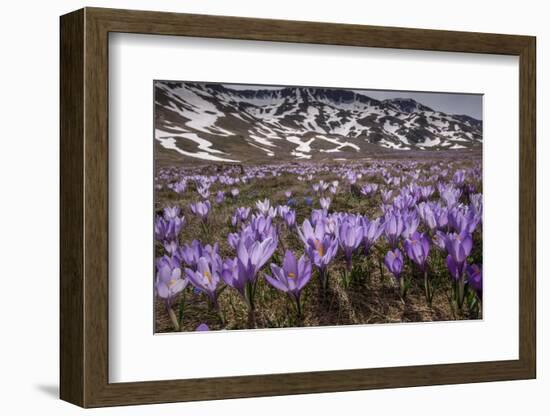Spring crocus flowering on the Campo Imperatore, Italy-Paul Harcourt Davies-Framed Photographic Print