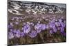 Spring crocus flowering on the Campo Imperatore, Italy-Paul Harcourt Davies-Mounted Photographic Print