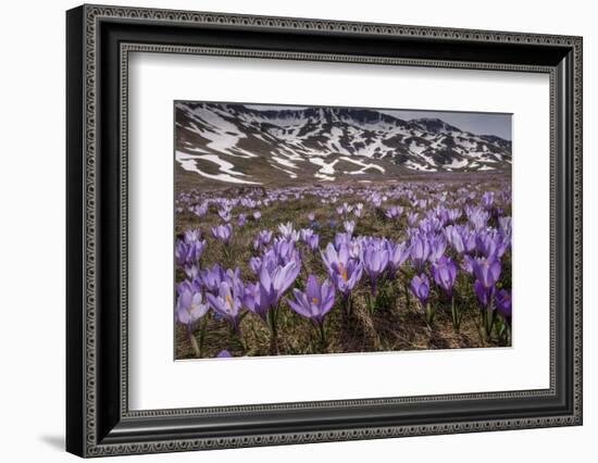 Spring crocus flowering on the Campo Imperatore, Italy-Paul Harcourt Davies-Framed Photographic Print