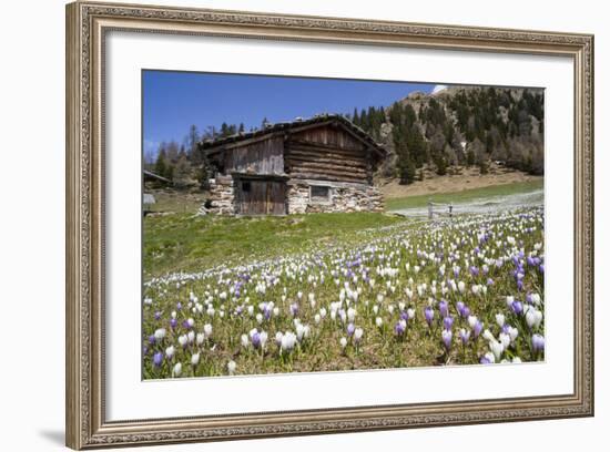 Spring Crocus Flowers, Eastern Alps, South Tyrol, Italy-Martin Zwick-Framed Photographic Print