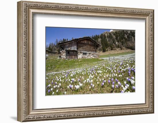 Spring Crocus Flowers, Eastern Alps, South Tyrol, Italy-Martin Zwick-Framed Photographic Print