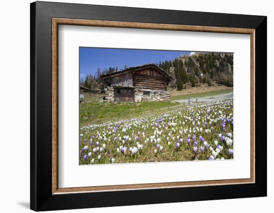 Spring Crocus Flowers, Eastern Alps, South Tyrol, Italy-Martin Zwick-Framed Photographic Print