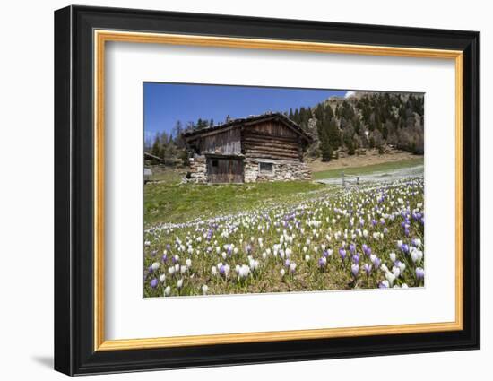 Spring Crocus Flowers, Eastern Alps, South Tyrol, Italy-Martin Zwick-Framed Photographic Print