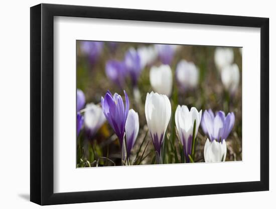 Spring Crocus Flowers, Eastern Alps, South Tyrol, Italy-Martin Zwick-Framed Photographic Print