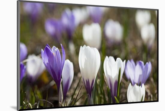 Spring Crocus Flowers, Eastern Alps, South Tyrol, Italy-Martin Zwick-Mounted Photographic Print