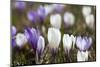 Spring Crocus Flowers, Eastern Alps, South Tyrol, Italy-Martin Zwick-Mounted Photographic Print