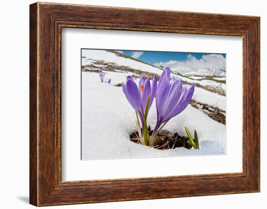 Spring Crocus in flower in snow, Campo Imperatore, Italy-Paul Harcourt Davies-Framed Photographic Print