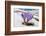 Spring Crocus in flower in snow, Campo Imperatore, Italy-Paul Harcourt Davies-Framed Photographic Print